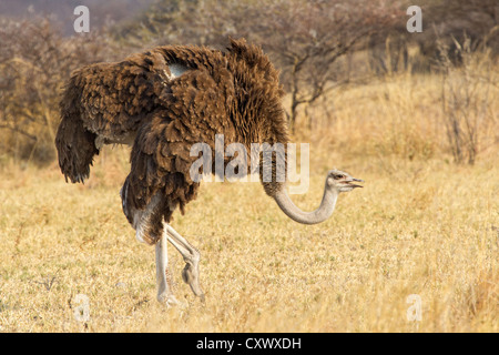 Weibliche Strauß (Struthio Camelus) auf der Suche nach Nahrung in Trockenrasen Buschland, Nxai Pan, Botswana Stockfoto