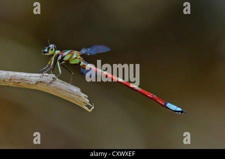 Rhinagrion Macrocephalum, männlich. Damselfly Stockfoto