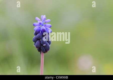 Grape Hyacinth (Muscari Neglectum) in Blüte. Lleida. Katalonien. Spanien. Stockfoto