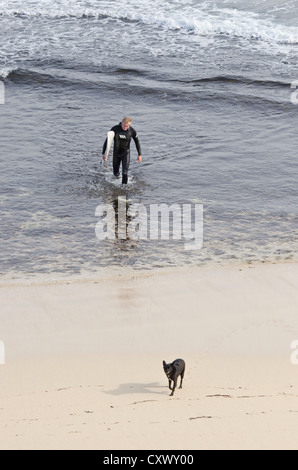 Surfer verlassen des Wassers mit einem Hund am Strand von Prevelly, Margaret River, Western Australia Stockfoto