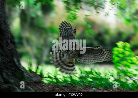 Red Tailed Hawk Jagd Eichhörnchen Stockfoto