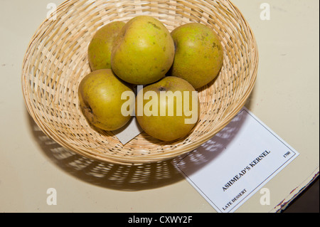 Ashmead Kernel Äpfel im Korb auf dem Display während der Big Apple Day bei viel Marcle Herefordshire England UK Stockfoto