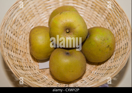 Ashmead Kernel Äpfel im Korb auf dem Display während der Big Apple Day bei viel Marcle Herefordshire England UK Stockfoto