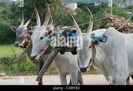 Zebu-rinder ziehen zwei indischen Ochsenkarren in den ländlichen indischen Landschaft. Andhra Pradesh, Indien Stockfoto