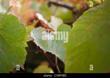 Herbstfärbung, Vitis Coignetiae, (Crimson Glory Rebe), Laub-ornamentalen Ranke Stockfoto