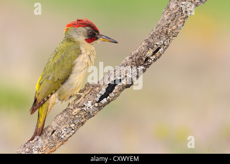 Iberische Grünspecht (Picus Sharpei) männlich thront auf Zweig. Provinz Lleida. Katalonien. Spanien. Stockfoto