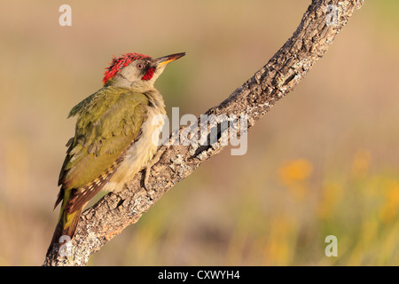 Iberische Grünspecht (Picus Sharpei) männlich thront auf Zweig. Provinz Lleida. Katalonien. Spanien. Stockfoto