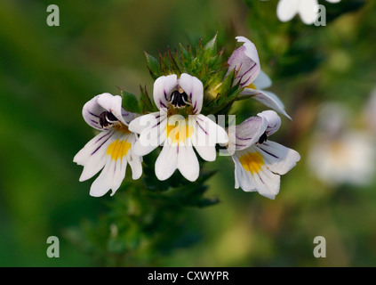 Gemeinsame Blume Augentrost - Euphrasia nemorosa Stockfoto