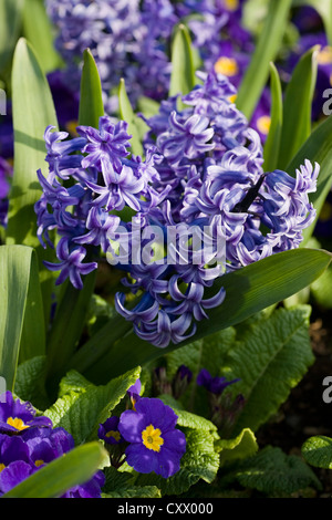 Hyacinthus Orientalis "Ostara" mit Primula Crescendo Blautönen Stockfoto