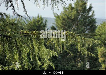 Deodar, Cedrus Deodara, Kegeln in einer Reihe Stockfoto