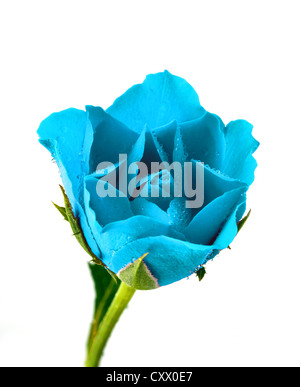blaue Rose mit Wassertropfen auf weißem Hintergrund Stockfoto