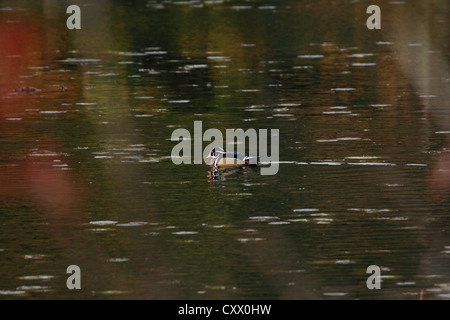 Eine einsame Drake Holz Ente auf dem Teich im Herbst. Stockfoto