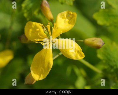 Schöllkraut, Chelidonium majus Stockfoto