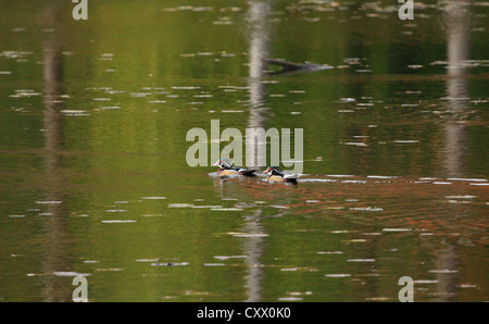 Zwei Drake Holz Enten auf dem Teich schwimmen. Stockfoto