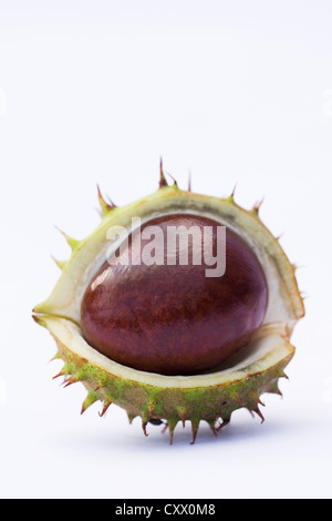 Aesculus Hippocastanum. Einzelnen Rosskastanie im Etui auf weißem Hintergrund. Stockfoto