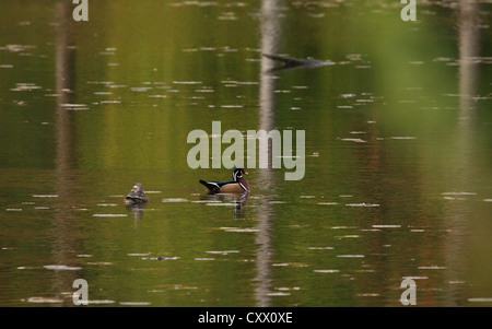 Drake und Henne Brautente auf einen Teich, bunten, reflektierend. Stockfoto