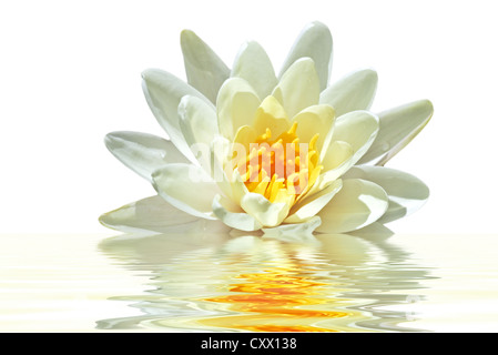 Schöne weiße Lotus auf dem Wasser schwimmt Stockfoto