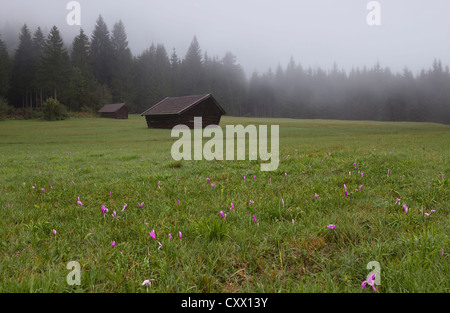 wilde Krokusse auf Alp am frühen nebligen Morgen Stockfoto