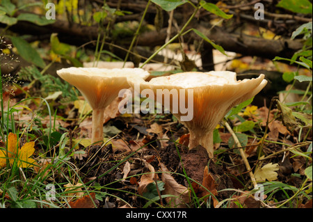 Trooping Trichter, Clitocybe geotropa Stockfoto