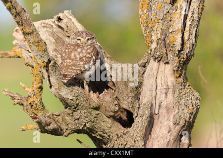 Steinkauz (Athene Noctua) auf Barsch außerhalb Nest Loch. Lleida. Katalonien. Spanien. Stockfoto