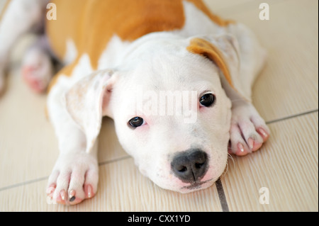 Amerikanischer Staffordshire-terrier Stockfoto