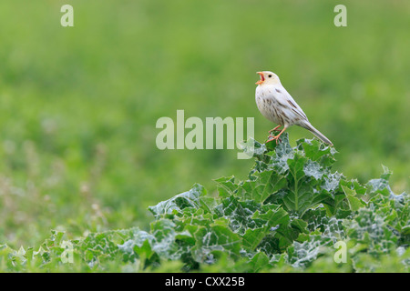 Teilweise Leucistic Grauammer (Emberiza Calandra) thront auf Bush und Gesang. Lleida. Katalonien. Spanien. Stockfoto