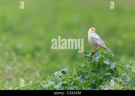 Teilweise Leucistic Grauammer (Emberiza Calandra) Busch gehockt. Lleida. Katalonien. Spanien. Stockfoto