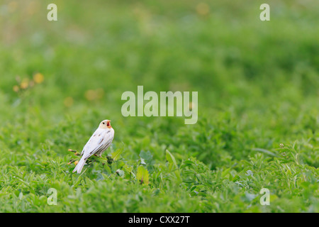 Teilweise Leucistic Grauammer (Emberiza Calandra) thront auf Bush und Gesang. Lleida. Katalonien. Spanien. Stockfoto