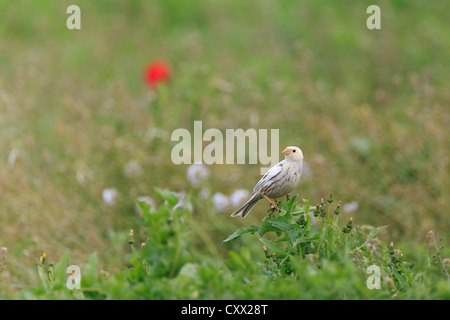 Teilweise Leucistic Grauammer (Emberiza Calandra) Busch gehockt. Lleida. Katalonien. Spanien. Stockfoto