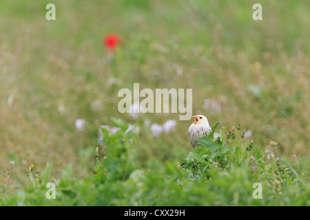 Teilweise Leucistic Grauammer (Emberiza Calandra) thront auf Bush und Gesang. Lleida. Katalonien. Spanien. Stockfoto