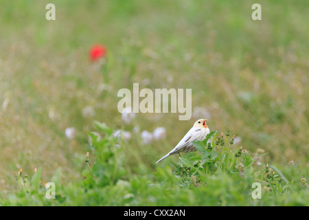 Teilweise Leucistic Grauammer (Emberiza Calandra) thront auf Bush und Gesang. Lleida. Katalonien. Spanien. Stockfoto