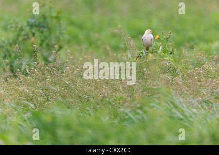 Teilweise Leucistic Grauammer (Emberiza Calandra) Busch gehockt. Lleida. Katalonien. Spanien. Stockfoto