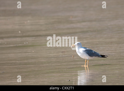 Gelb-legged Möve mit einem Fisch im Schnabel am Strand in Galicien, Spanien Stockfoto