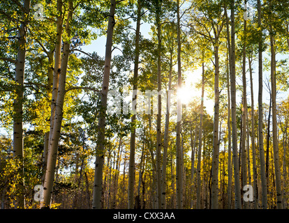 Sonnenuntergang am goldenen Espen. White Horse Hills, Hart Prairie Gebiete nördlich von Flagstaff, Arizona. Coconino National Forest. Stockfoto