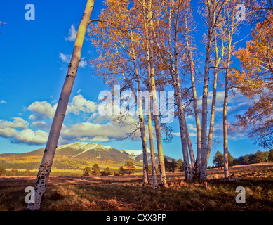 Sonnenuntergang am goldenen Espen. White Horse Hills, Hart Prairie Gebiete nördlich von Flagstaff, Arizona. Coconino National Forest. Stockfoto