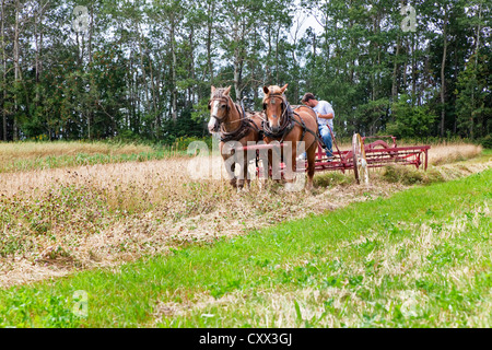 Pferdekutsche Heu Rake bei an der provinziellen Pflügen Match und Parade & landwirtschaftliche Messe, Dundas, PEI. Stockfoto