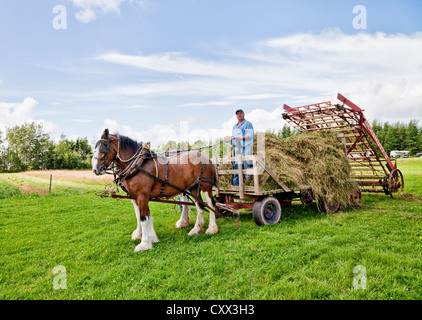 Pferdekutsche Heulader an an der provinziellen Pflügen Match und Parade & landwirtschaftliche Messe, Dundas, PEI. Stockfoto