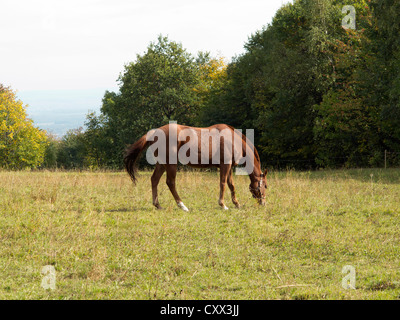 Bucht Pferd auf der Weide Stockfoto