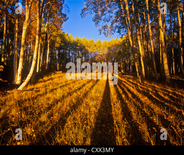 Sonnenuntergang am goldenen Espen. White Horse Hills, Hart Prairie Gebiete nördlich von Flagstaff, Arizona. Coconino National Forest. Stockfoto