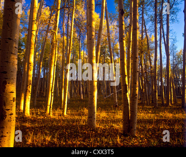 Sonnenuntergang am goldenen Espen. White Horse Hills, Hart Prairie Gebiete nördlich von Flagstaff, Arizona. Coconino National Forest. Stockfoto