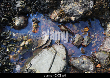 Rock Pool, Falmouth, Cornwall Stockfoto