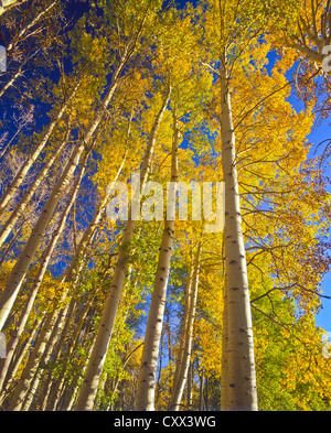 Sonnenuntergang am goldenen Espen. White Horse Hills, Hart Prairie Gebiete nördlich von Flagstaff, Arizona. Coconino National Forest. Stockfoto