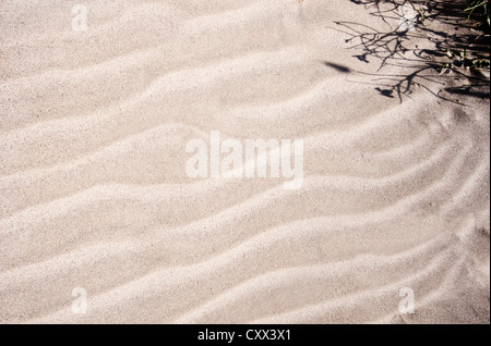 Kleine Sanddünen vom Wind in trockenem Sand Beige. Schatten der Vegitation in einer Ecke. Stockfoto