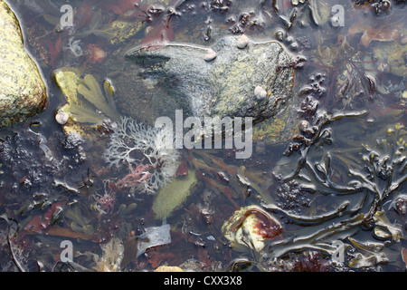 Rock Pool, Falmouth, Cornwall Stockfoto