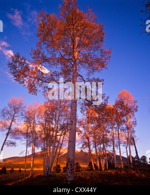 Sonnenuntergang am goldenen Espen. White Horse Hills, Hart Prairie Gebiete nördlich von Flagstaff, Arizona. Coconino National Forest. Stockfoto