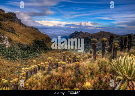 Paramo-Landschaft in Kolumbien in der Nähe von Nevado del Ruiz gespickt mit ganze Pflanzen. Stockfoto