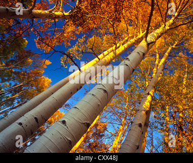 Sonnenuntergang am goldenen Espen. White Horse Hills, Hart Prairie Gebiete nördlich von Flagstaff, Arizona. Coconino National Forest. Stockfoto