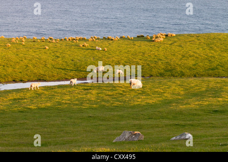 Schafbeweidung auf Klippe top-Wiese in der späten Nachmittag Sonne, Südinsel, Neuseeland Stockfoto