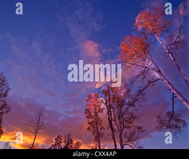 Sonnenuntergang am goldenen Espen. White Horse Hills, Hart Prairie Gebiete nördlich von Flagstaff, Arizona. Coconino National Forest. Stockfoto