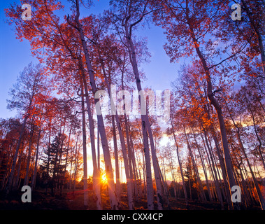 Sonnenuntergang am goldenen Espen. White Horse Hills, Hart Prairie Gebiete nördlich von Flagstaff, Arizona. Coconino National Forest. Stockfoto